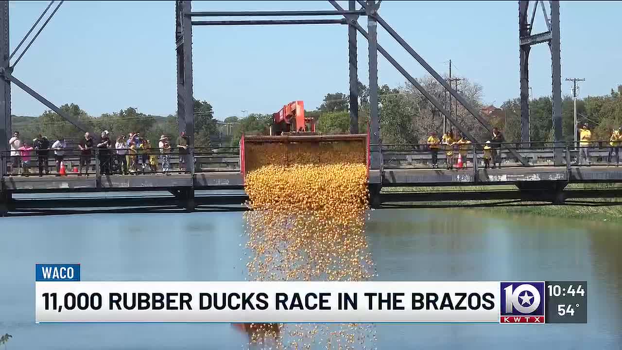 11,000 Rubber Ducks Race In Waco’s Brazos River For Library Fundraiser
