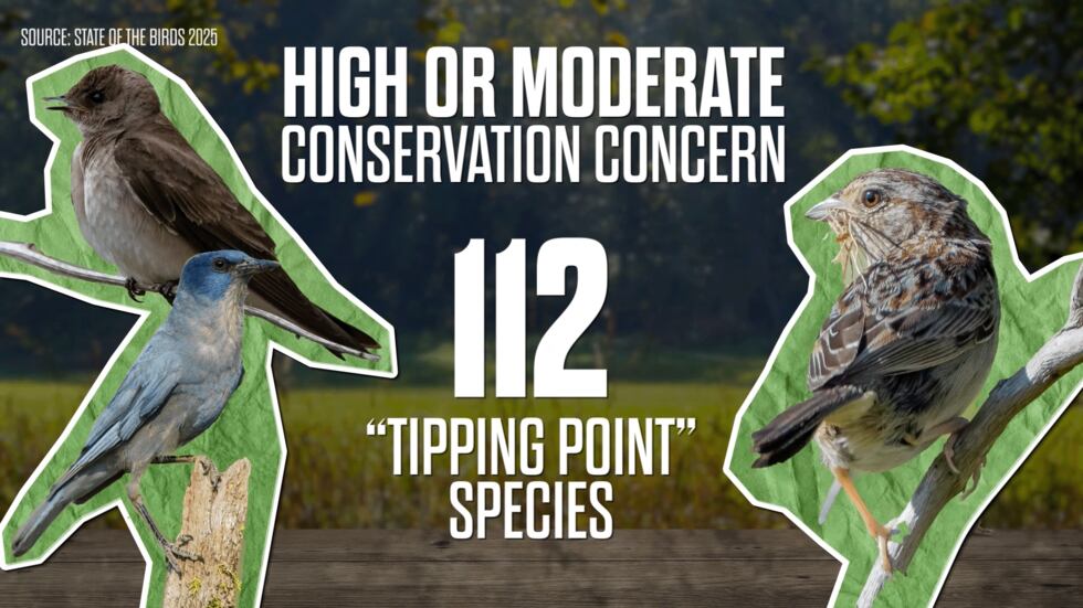 Click here to view the full State of the Birds 2025 report