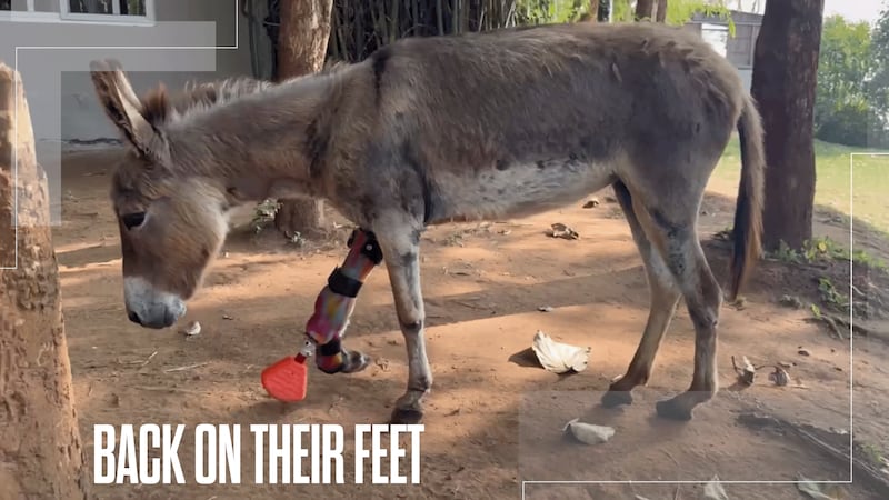 Virginia man gives animals a second chance, creates custom prosthetics