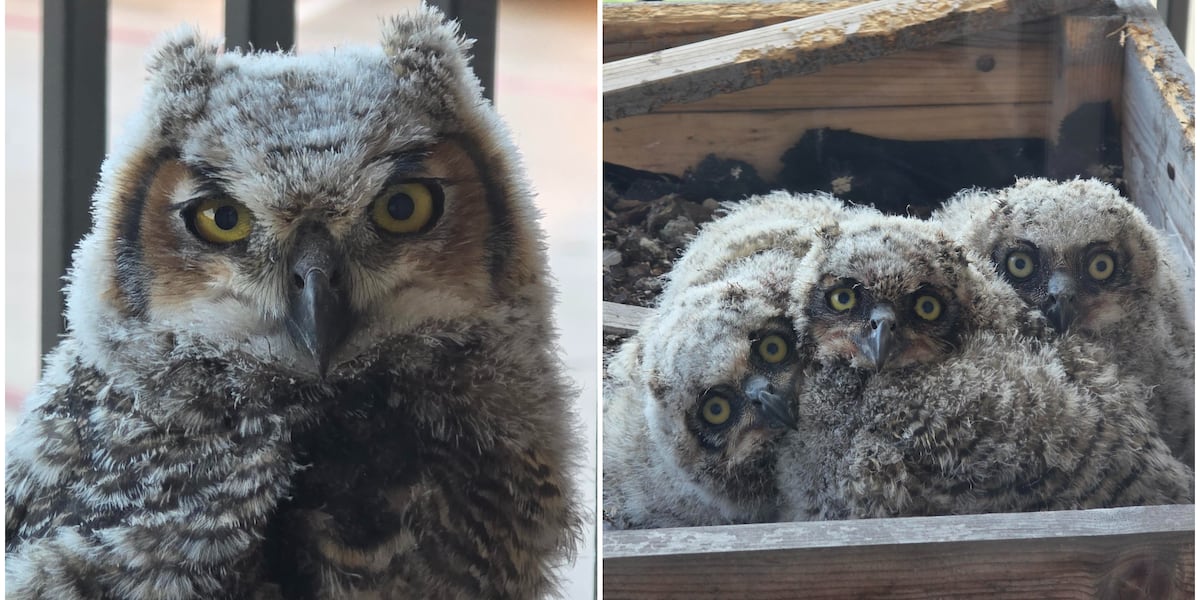 When a Great Horned Owl in Waco turned my balcony into its nesting and nurturing grounds