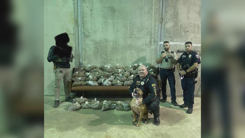 On Saturday the Madison County Sheriff’s Office arrested a man for transporting 80 pounds of...