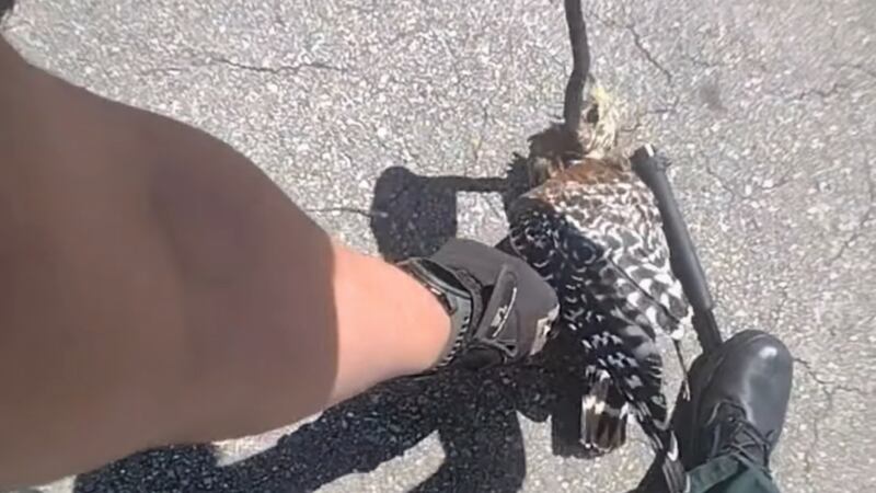 Alachua County sheriff's deputy pulls a snake off a hawk's neck