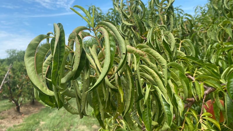 Suspected damage from the herbicide dicamba curls up leaves on peach trees at Flamm Orchards...