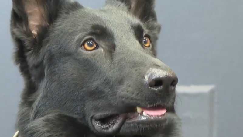 The story of Fort Worth's latest K-9 begins in the halls of Fort Worth Animal Control's Chuck...