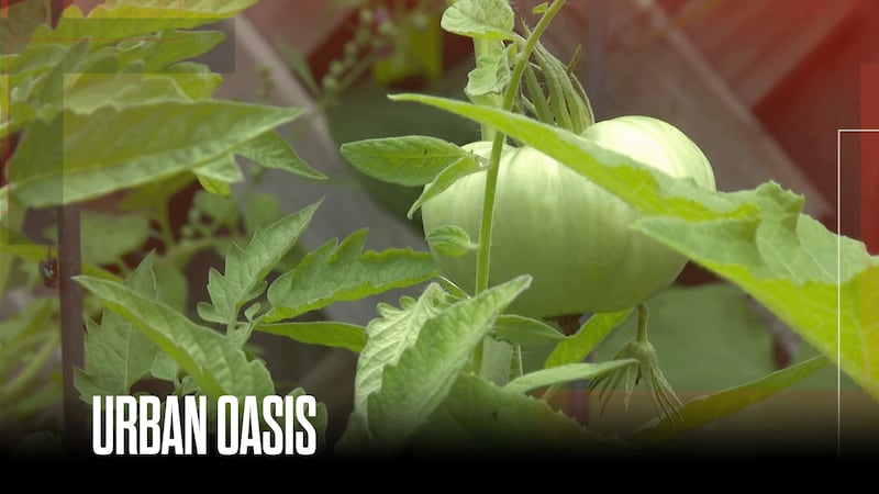 Common Good City Farm teaches children about healthy eating while addressing food access issues