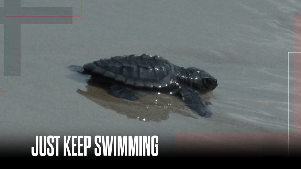 The discovery of the highly endangered Kemp's ridley turtle has prompted a $380 million...