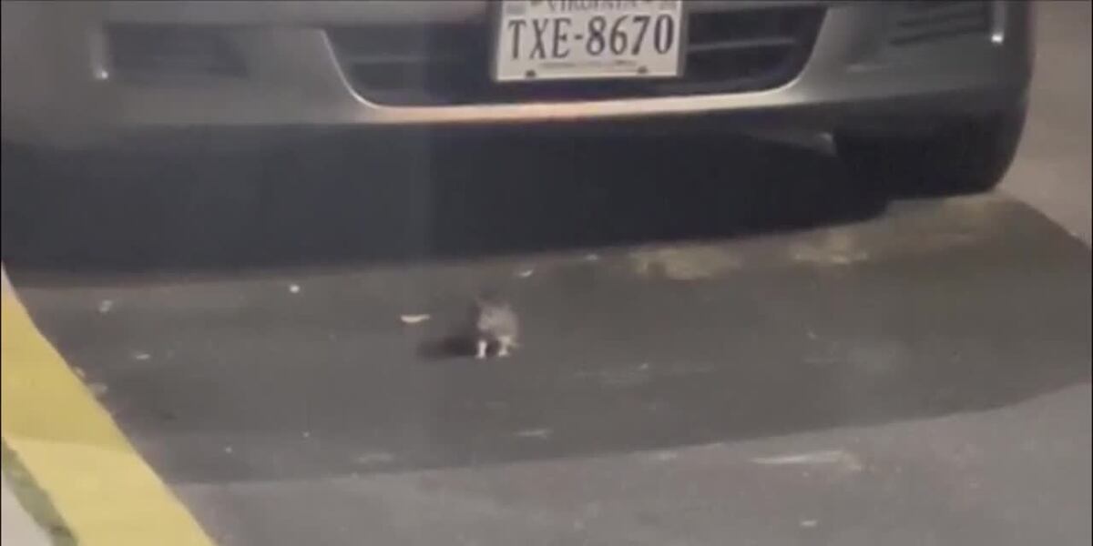 A rat infestation is costing a neighborhood thousands of dollars in car ...