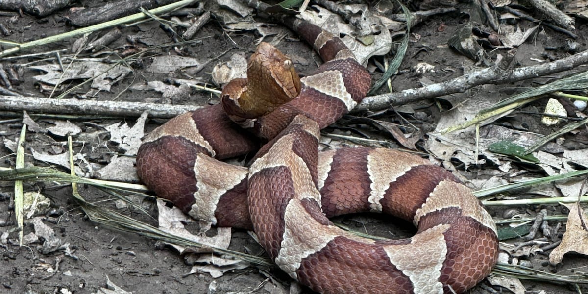 Unique Copperhead Pattern More venomous copperheads spotted at Waco’s Cameron Park