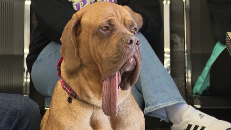 Ozzy, a 4-year-old mastiff mix, broke the Guinness World Records record for the longest tongue...
