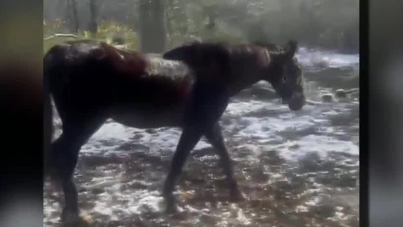 Toledo Police are investigating a hit-and-run that left a horse dead and a man injured.