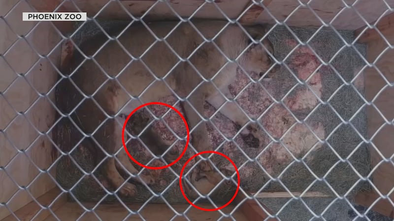 The cubs are the first African lions to be born at the Phoenix Zoo since 1976.