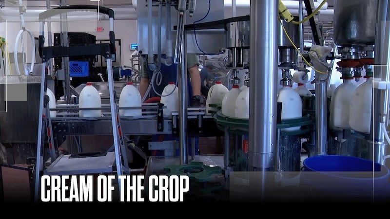 How this creamery produces 'A2' milk for those suffering from dairy intolerance