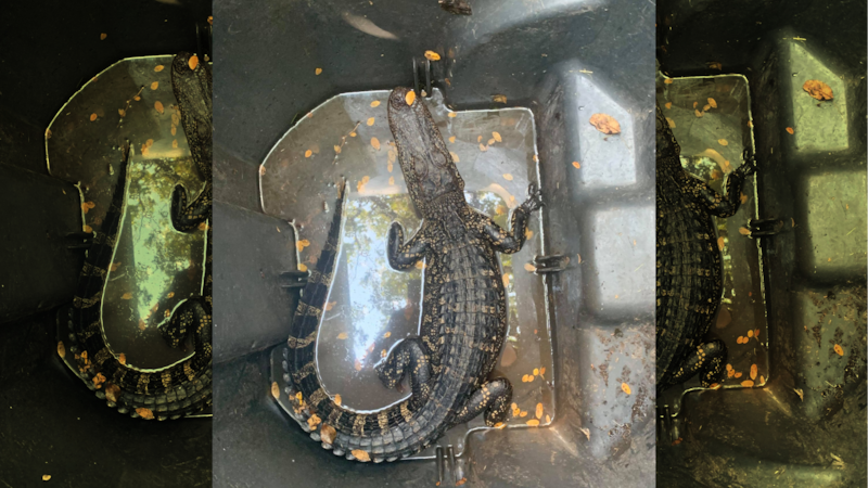 Hailey Brannen was stunned when she found a small gator in her driveway.