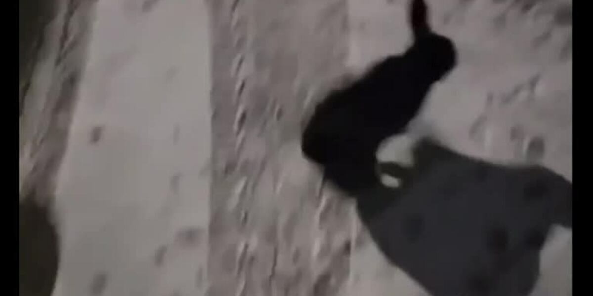 Dangerous rabbit terrorizes neighborhood