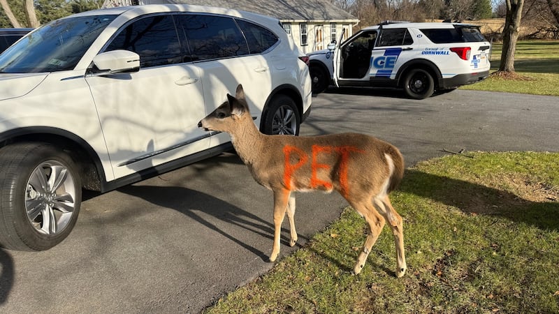 Officers said the “very friendly antlerless male deer” walked into a business in West Cornwall...