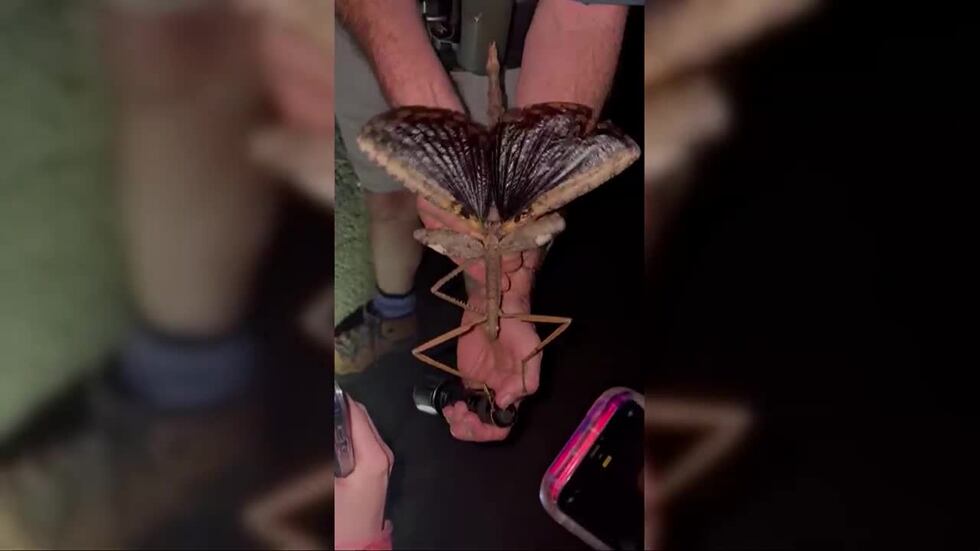 Ginaar Insect New species of giant stick insect discovered