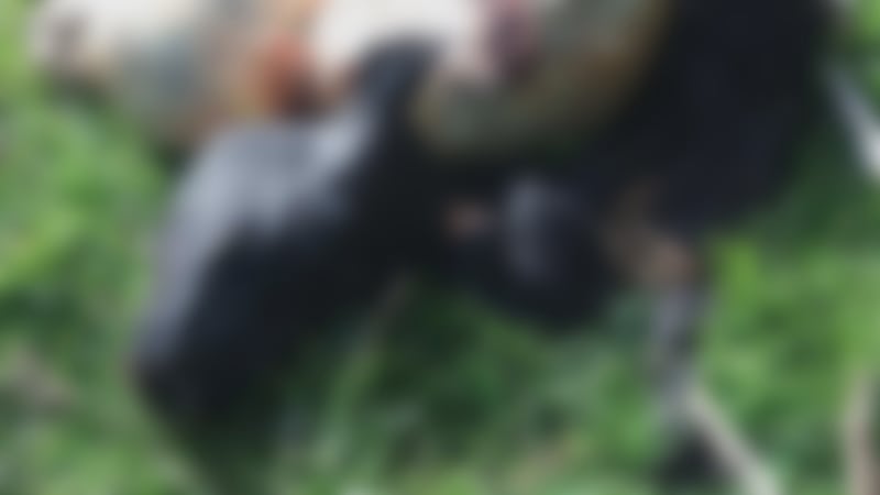 Maui police are looking for a trespasser who killed a beloved cow at a ranch in upcountry Maui.