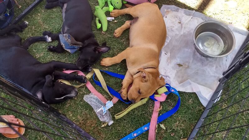 Waco: Adoption event brings in rescue groups from across Texas