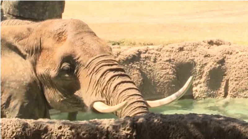 Cameron Park Zoo will no longer have elephants