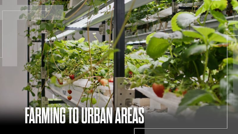 An inside look at this futuristic farm planted inside of a warehouse