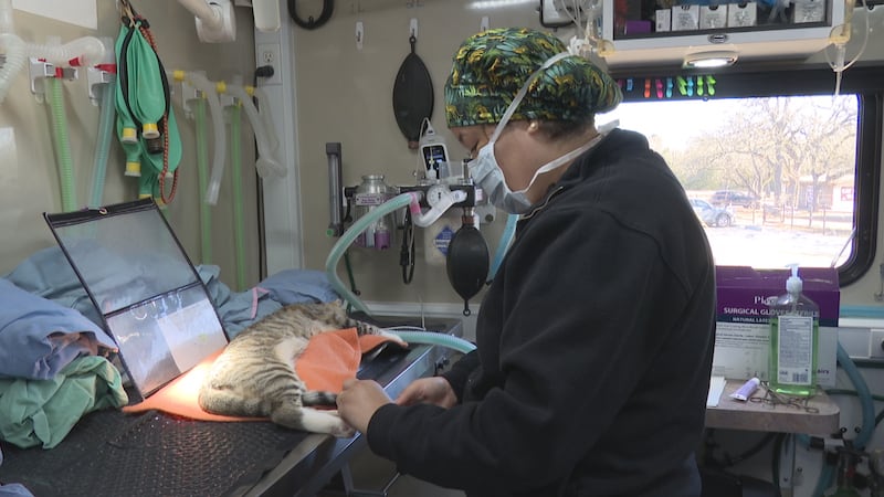 A new state grant program opens funding to shelters and nonprofits for spay and neuter...