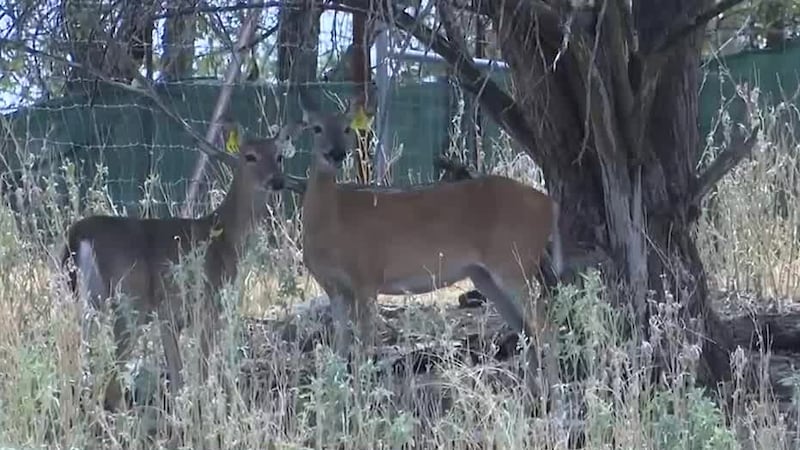 It’s called Chronic Wasting Disease, and it was first detected in the state in 2012.