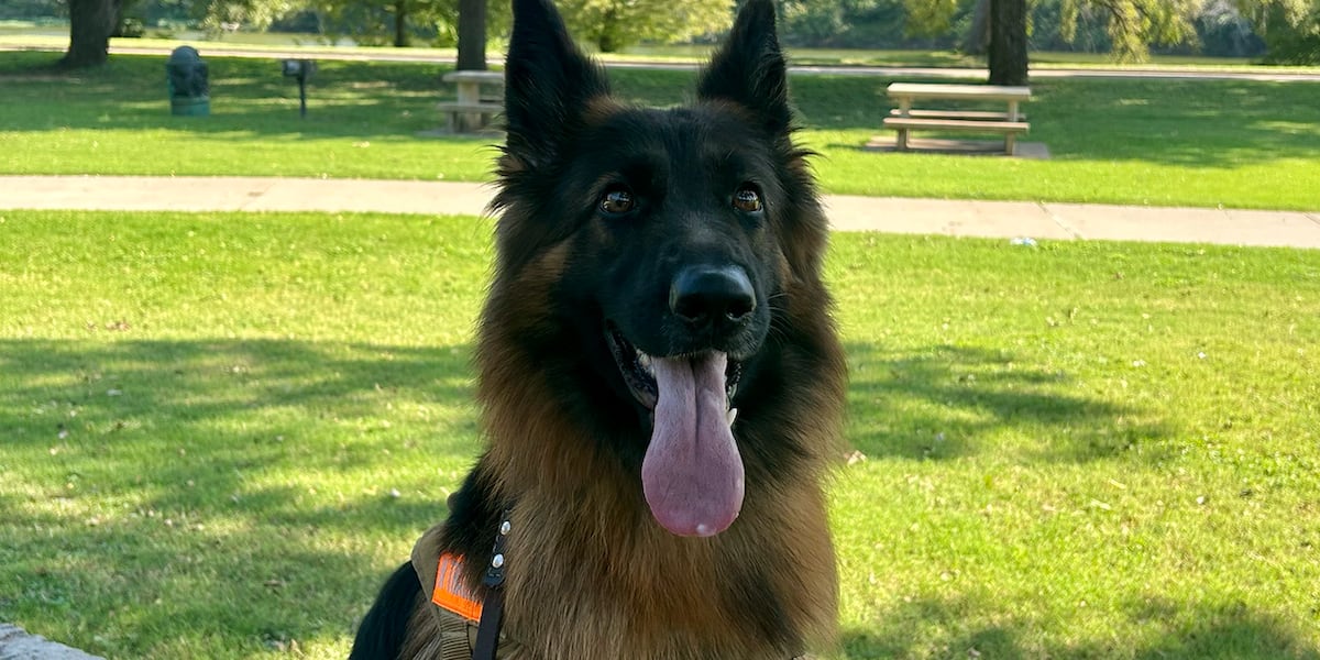 ‘It gives them the life they deserve:’ Veteran-owned company trains service dogs for PTSD and mobility help ‘It gives them the life they deserve:’ Veteran-owned company trains service dogs for PTSD and mobility help