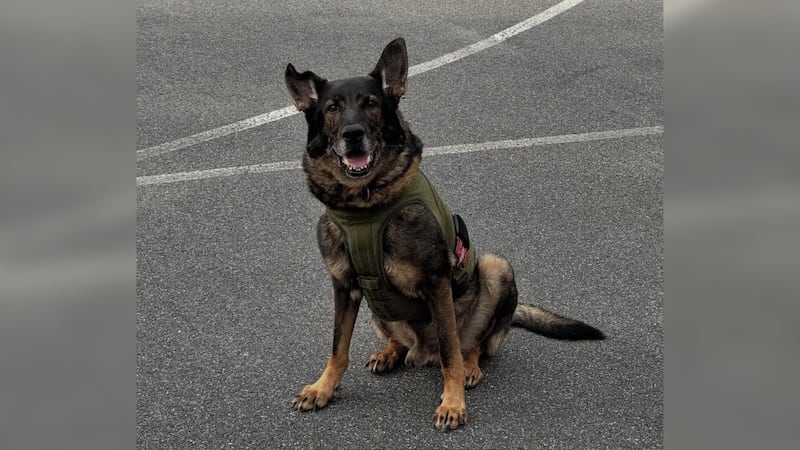 K-9 Gunther found the woman lying on a snowbank, police said.