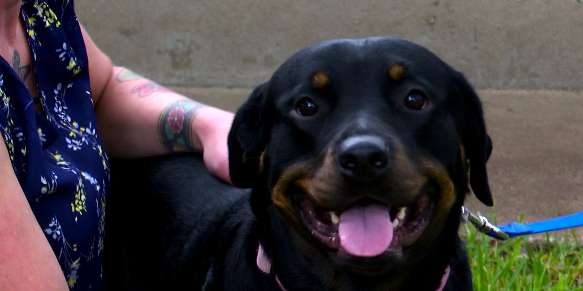 ‘Thanks, Princess’: Rottweiler in Temple hailed a hero after alerting ...