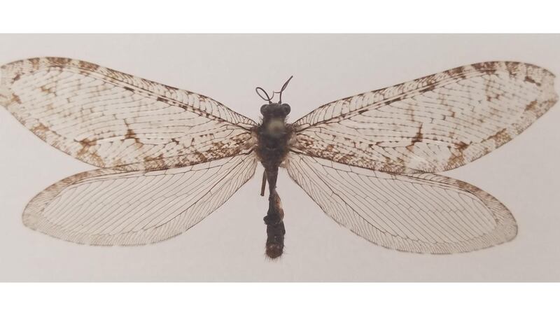An insect found outside a Walmart in 2012 was identified as a Jurassic-Era insect, the giant...