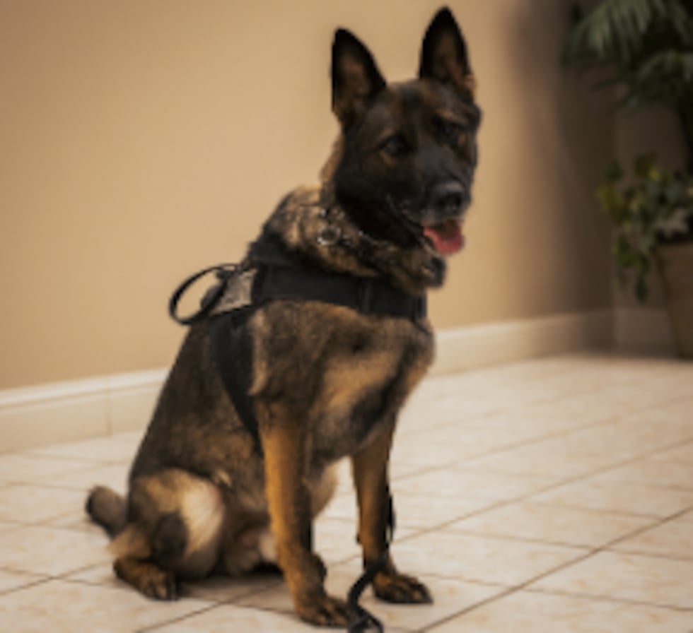 Retired Dexter police K-9 Knox was seriously injured.