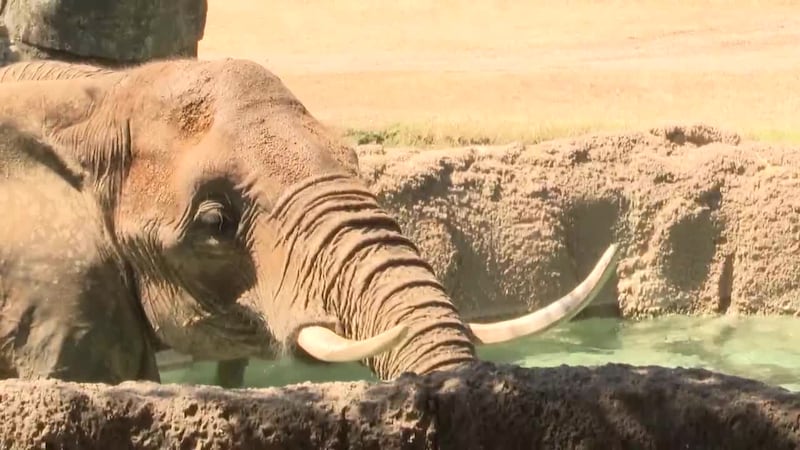 Zoo cites animal welfare research, limited options for replacing elephants
